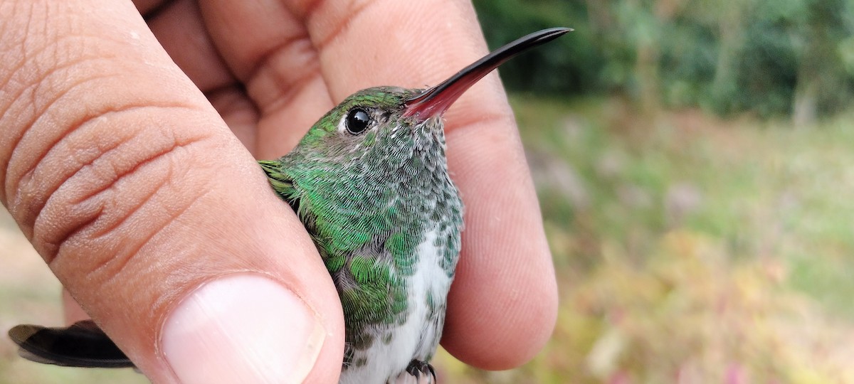 Glittering-throated Emerald - ML638264734