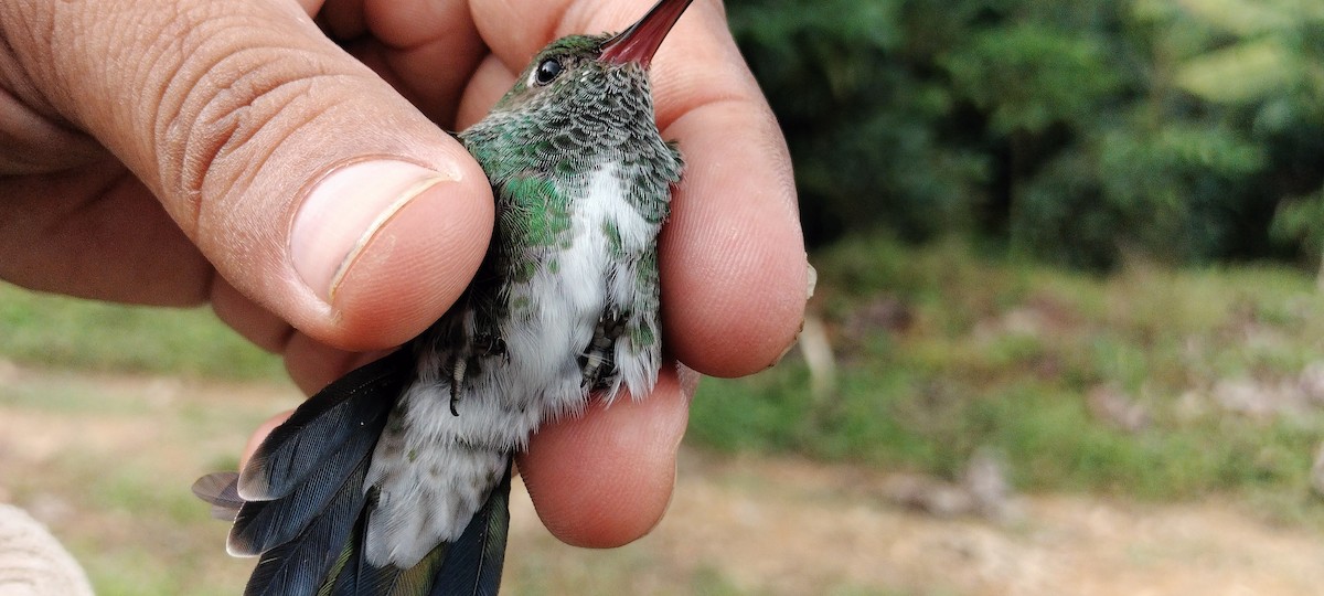 Glittering-throated Emerald - ML638264735