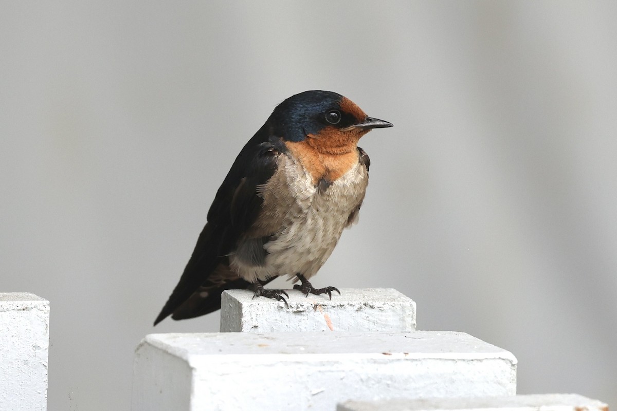 Pacific Swallow - ML638264739