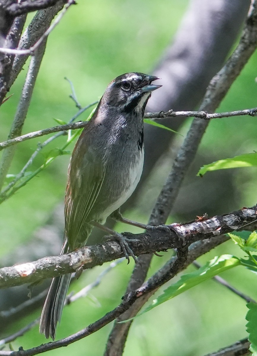 Five-striped Sparrow - ML638264743