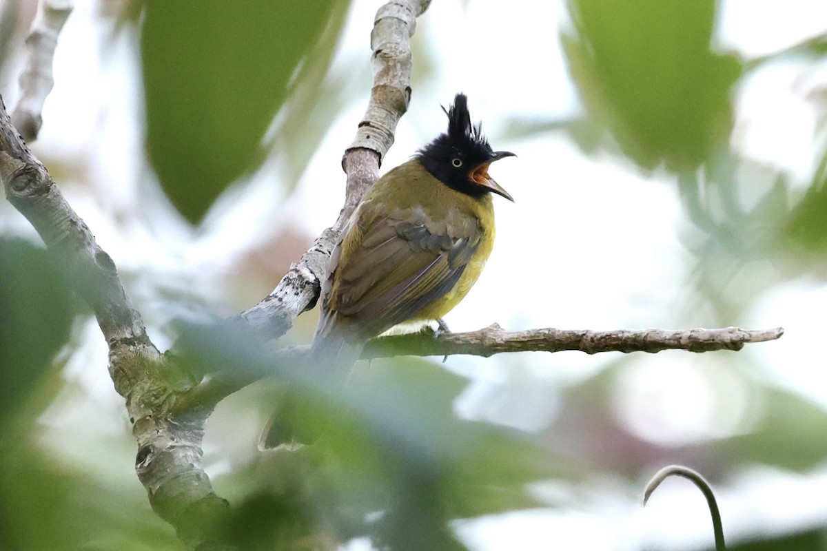 Bulbul à huppe noire - ML638264745