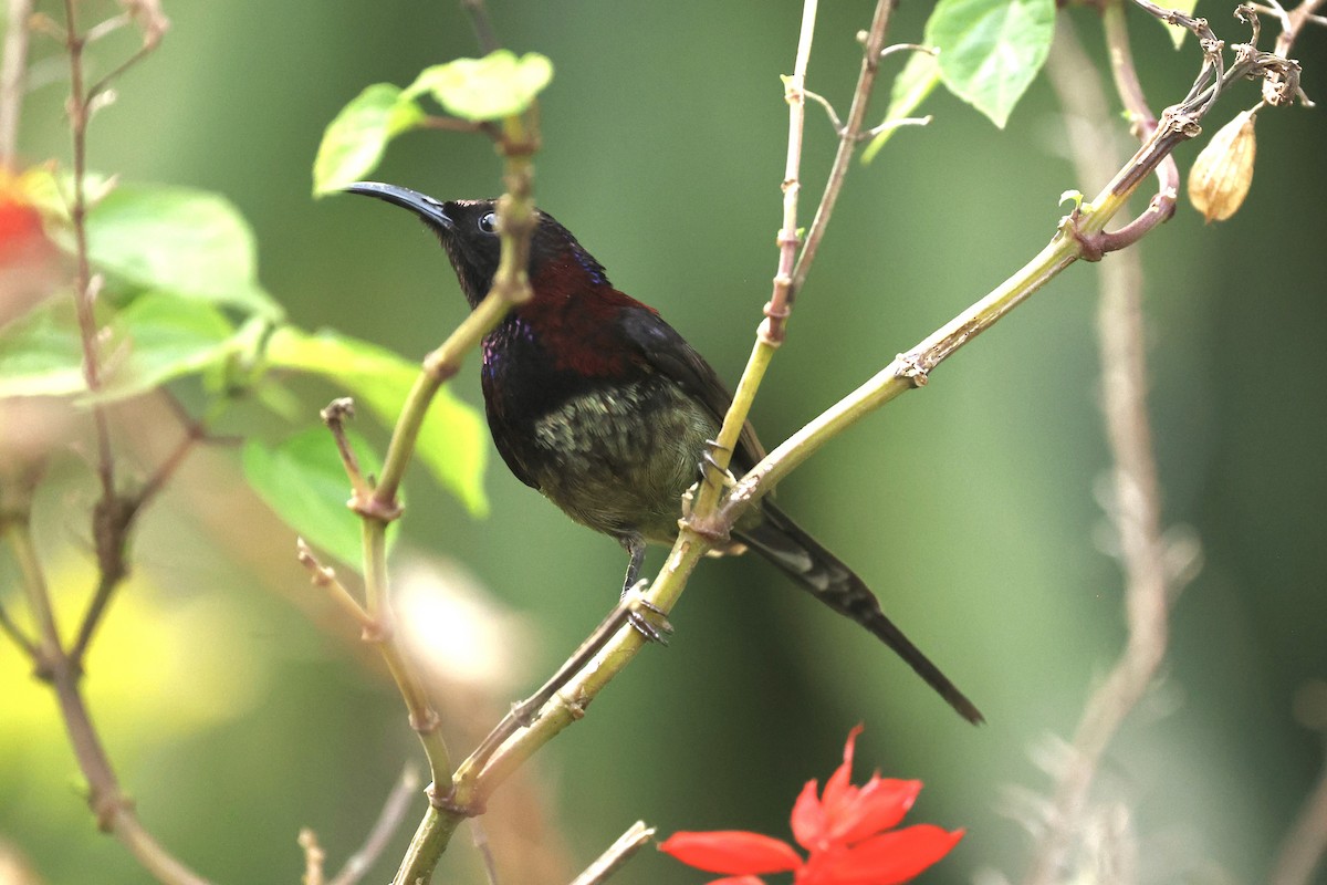 Schwarzkehl-Nektarvogel - ML638264747