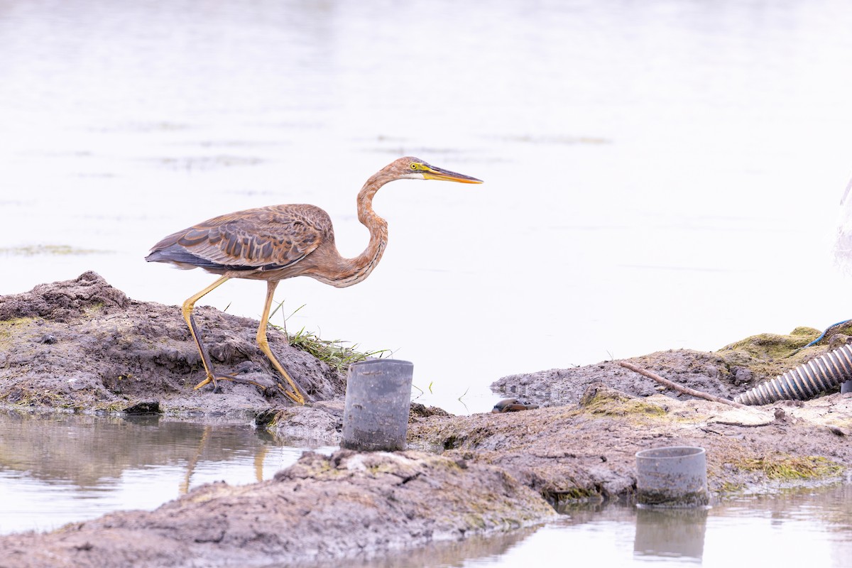 Purple Heron - ML638264758