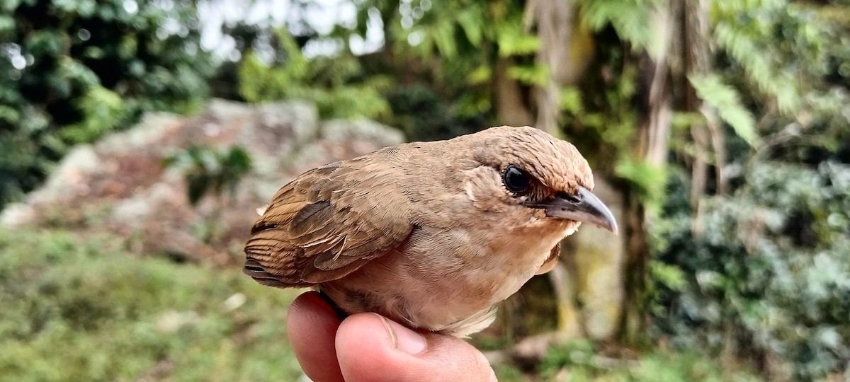 Plain Thornbird - ML638264760