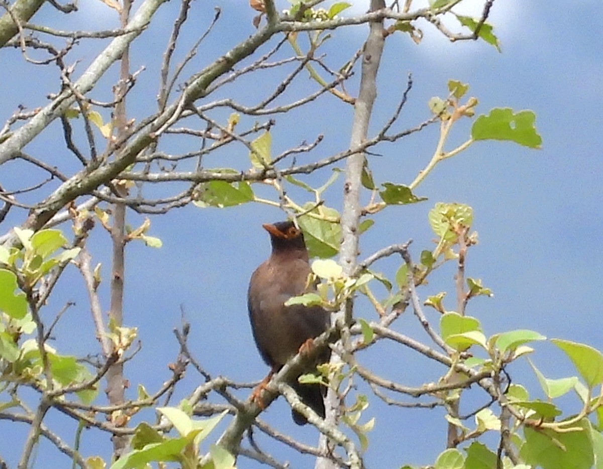 Indian Blackbird - ML638264762