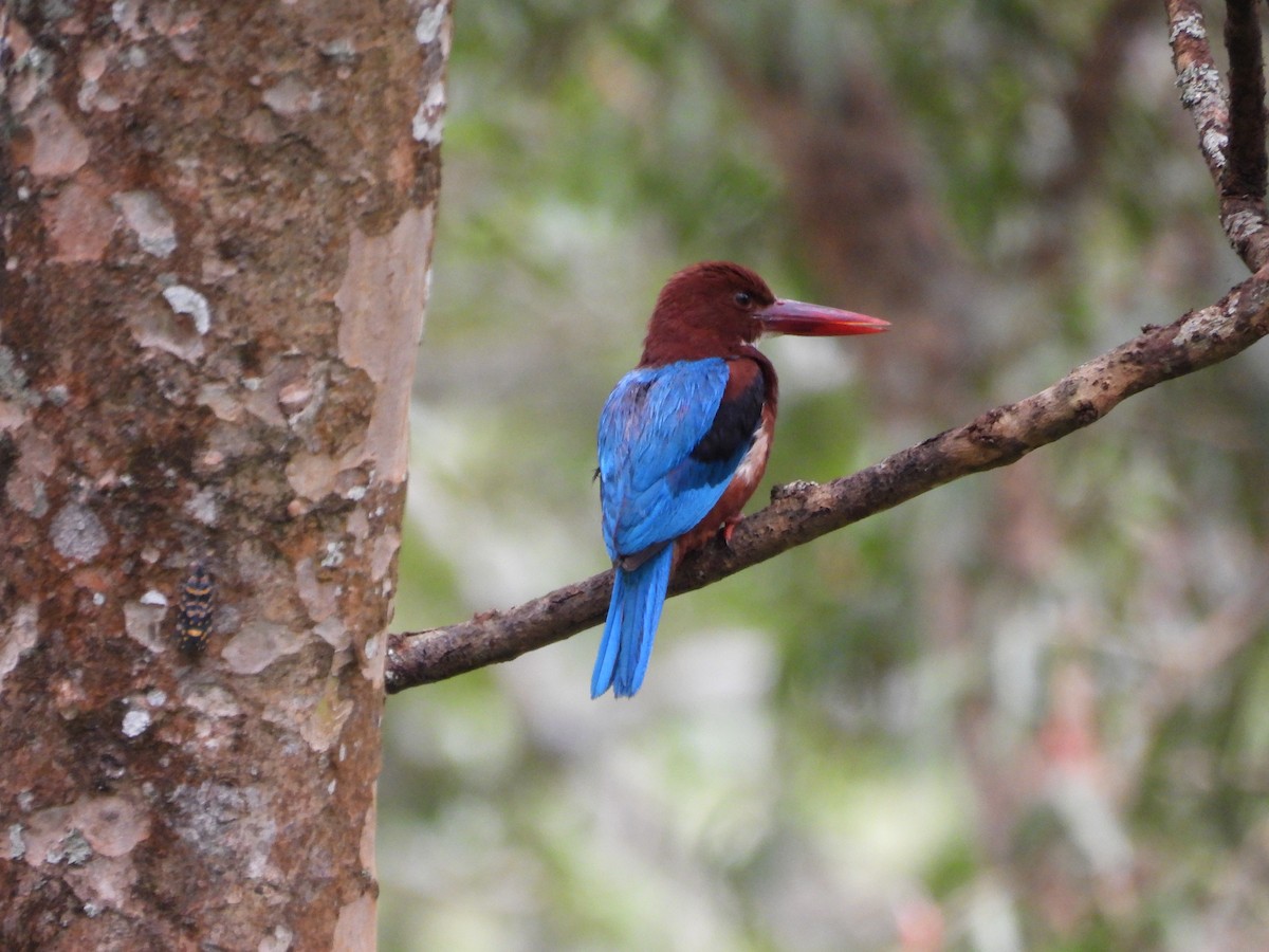 White-throated Kingfisher - ML638264765