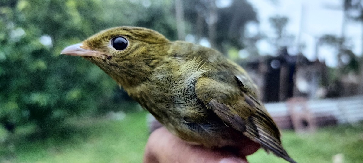Golden-headed Manakin - ML638264766