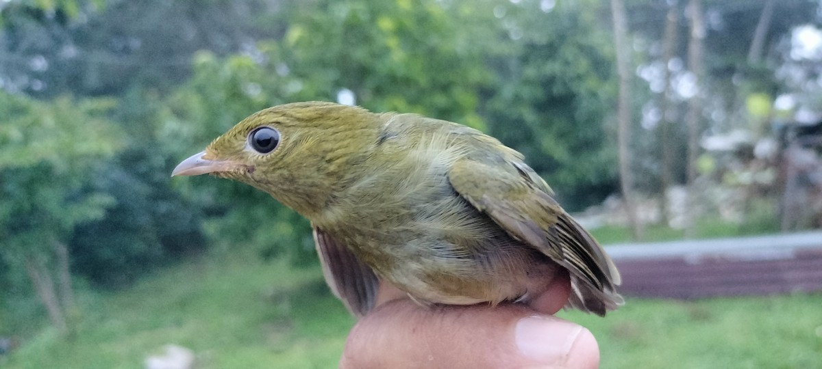 Golden-headed Manakin - ML638264767
