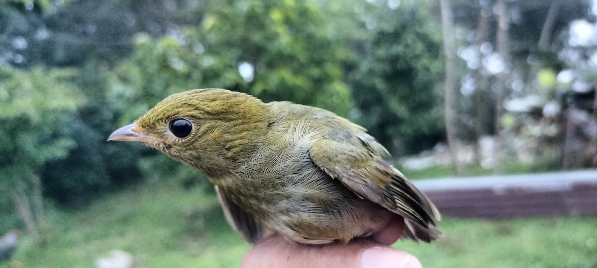 Golden-headed Manakin - ML638264768
