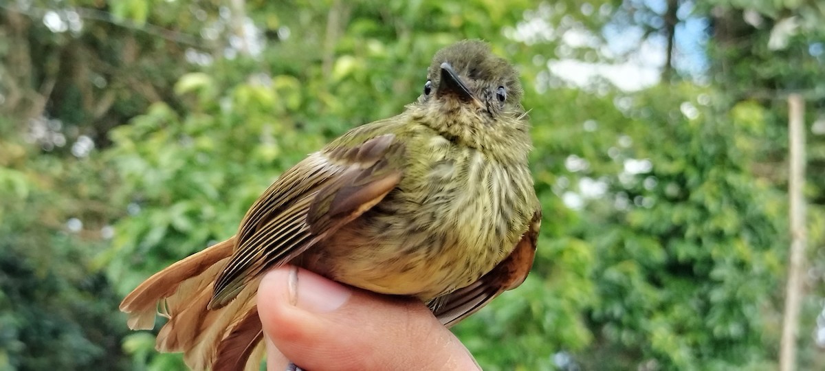 Olive-striped Flycatcher - ML638264771