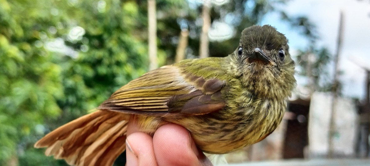 Olive-striped Flycatcher - ML638264773