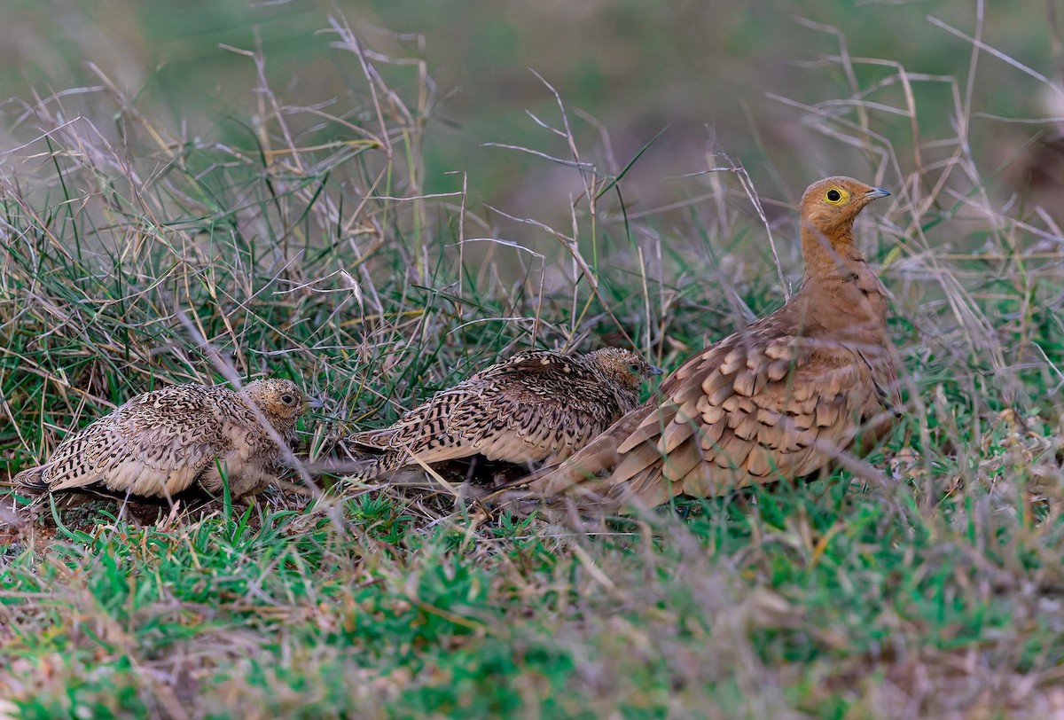Chestnut-bellied Sandgrouse - ML638264786