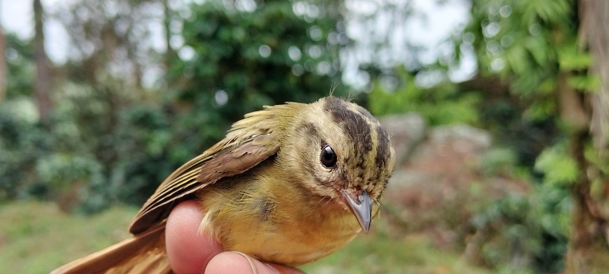 Three-striped Warbler - ML638264800