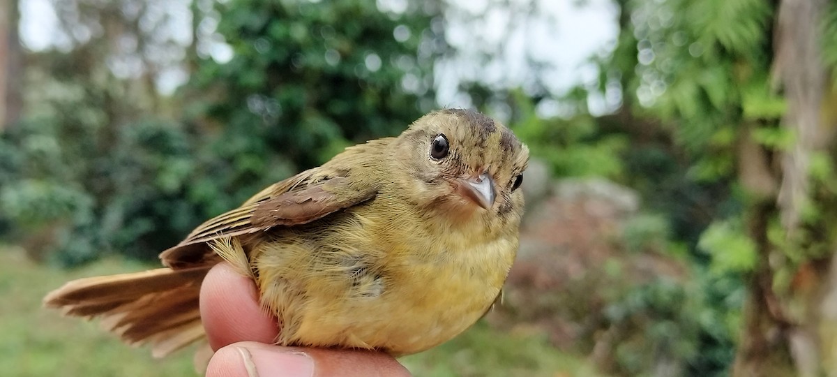 Three-striped Warbler - ML638264801