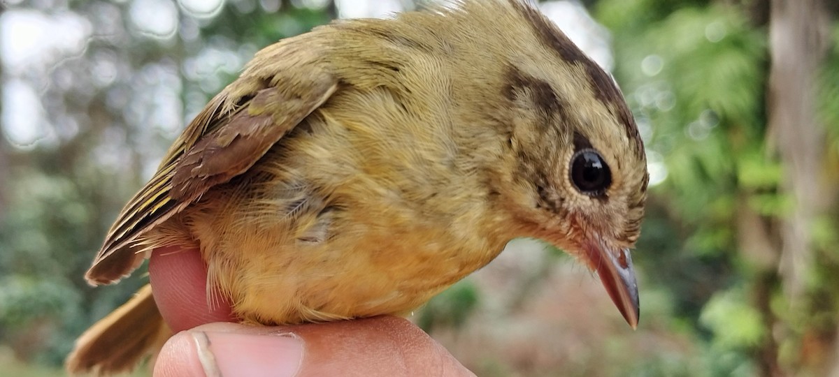 Three-striped Warbler - ML638264802