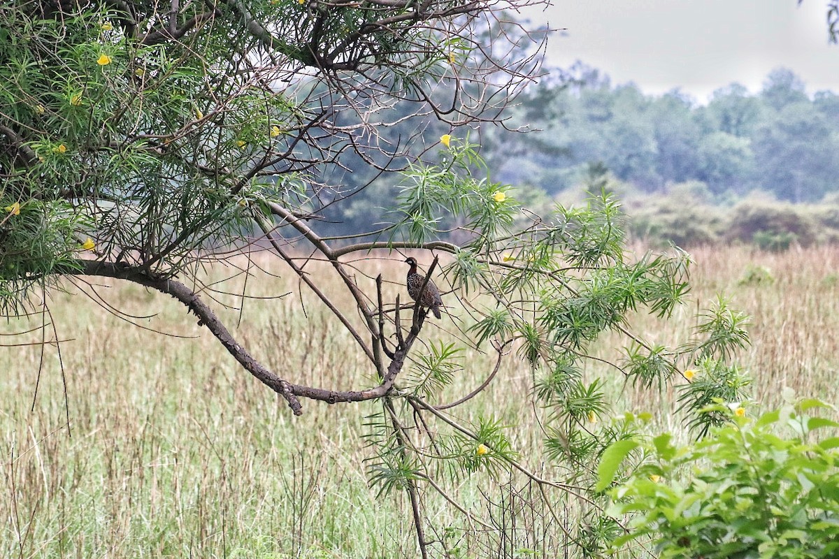 Black Francolin - ML638264803