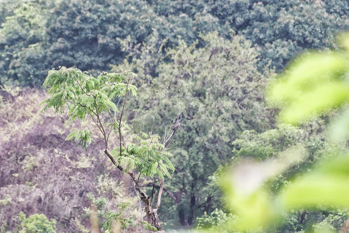 Gray-bellied Cuckoo - ML638264808