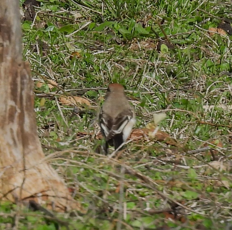 Red-capped Robin - ML638264811