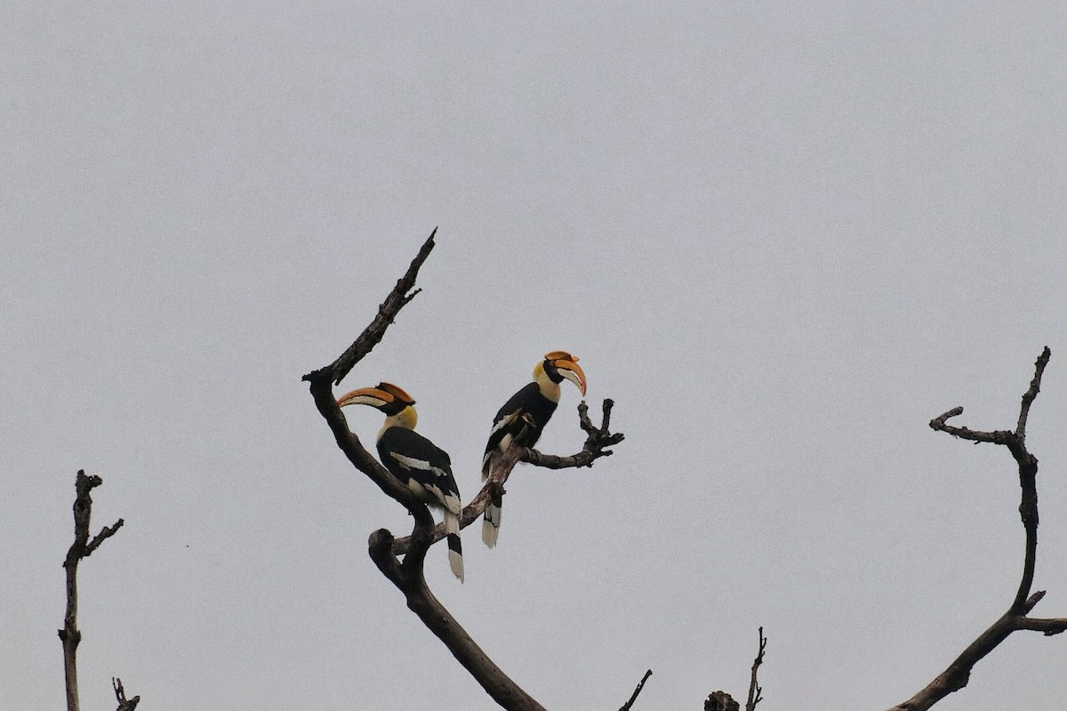 Great Hornbill - ML638264813
