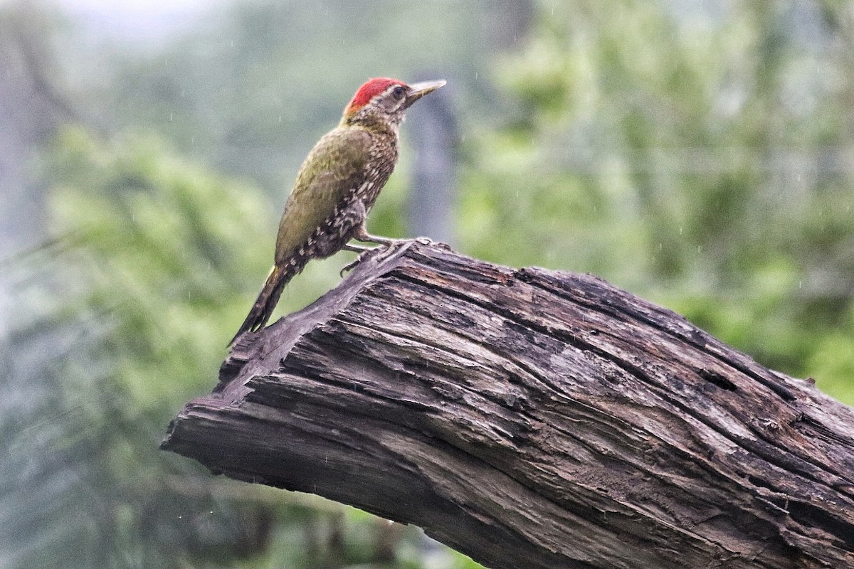 Streak-throated Woodpecker - ML638264829