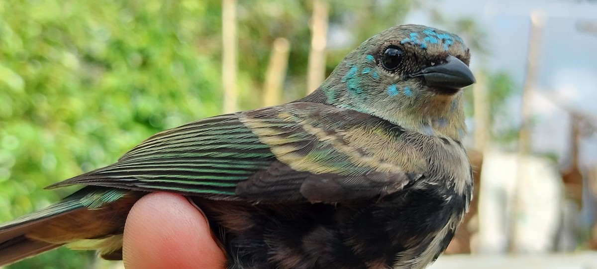 Blue-necked Tanager - ML638264831