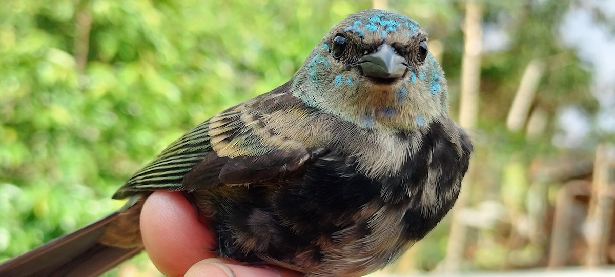 Blue-necked Tanager - ML638264832