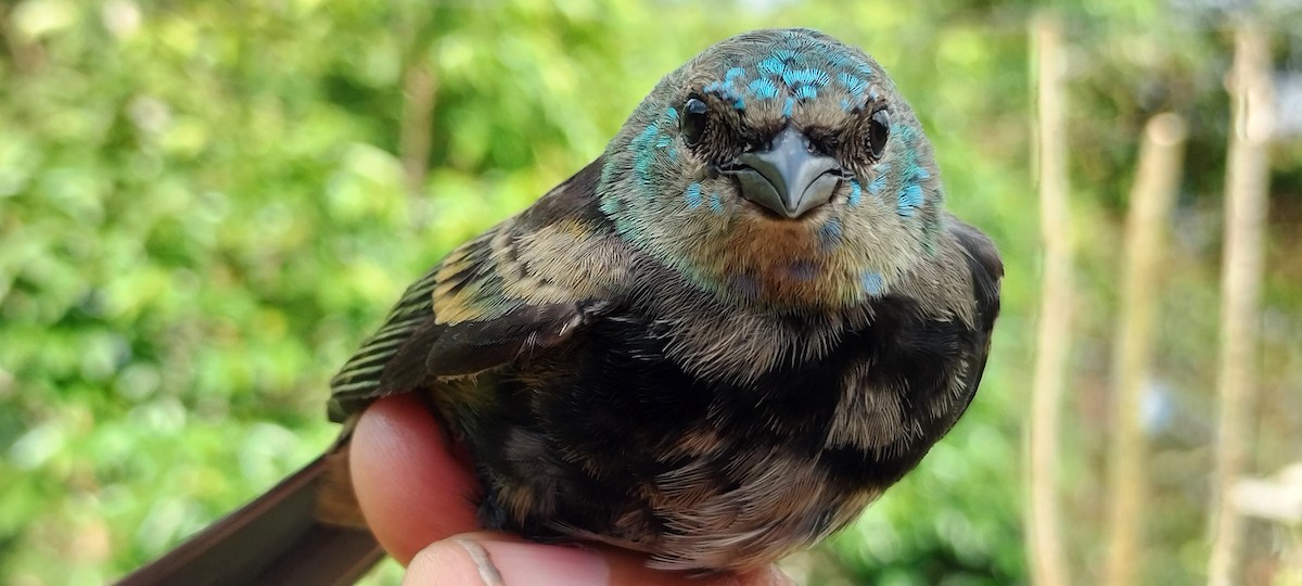 Blue-necked Tanager - ML638264833