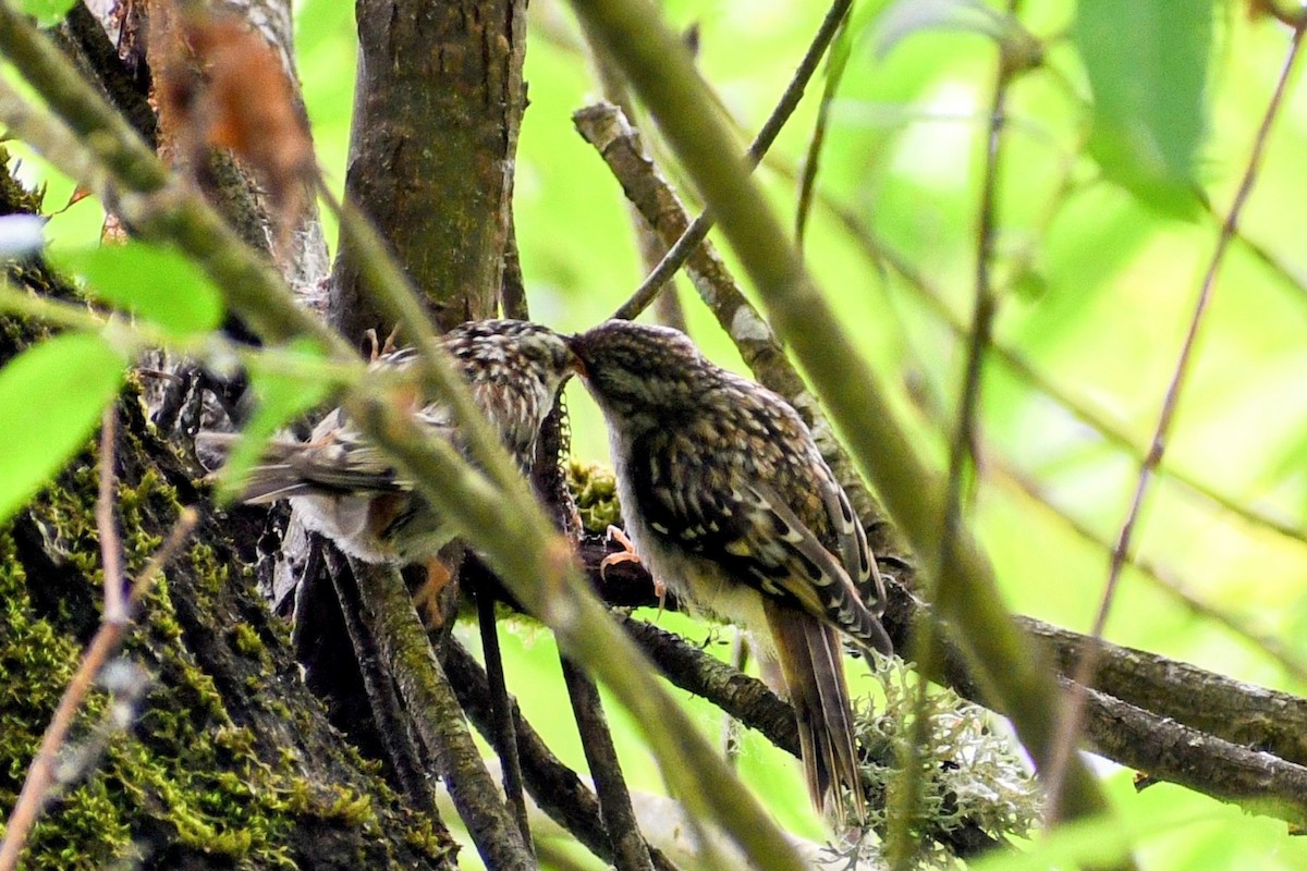 Brown Creeper - ML638264834