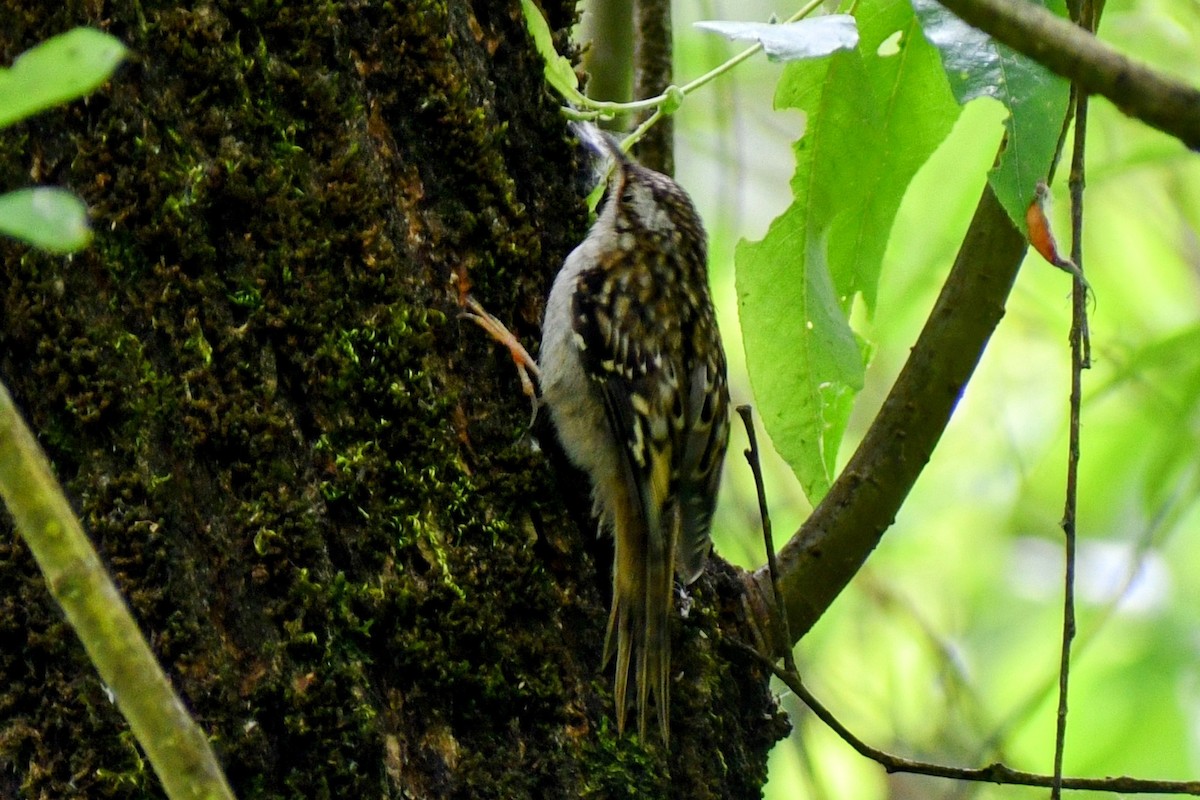 Brown Creeper - ML638264835