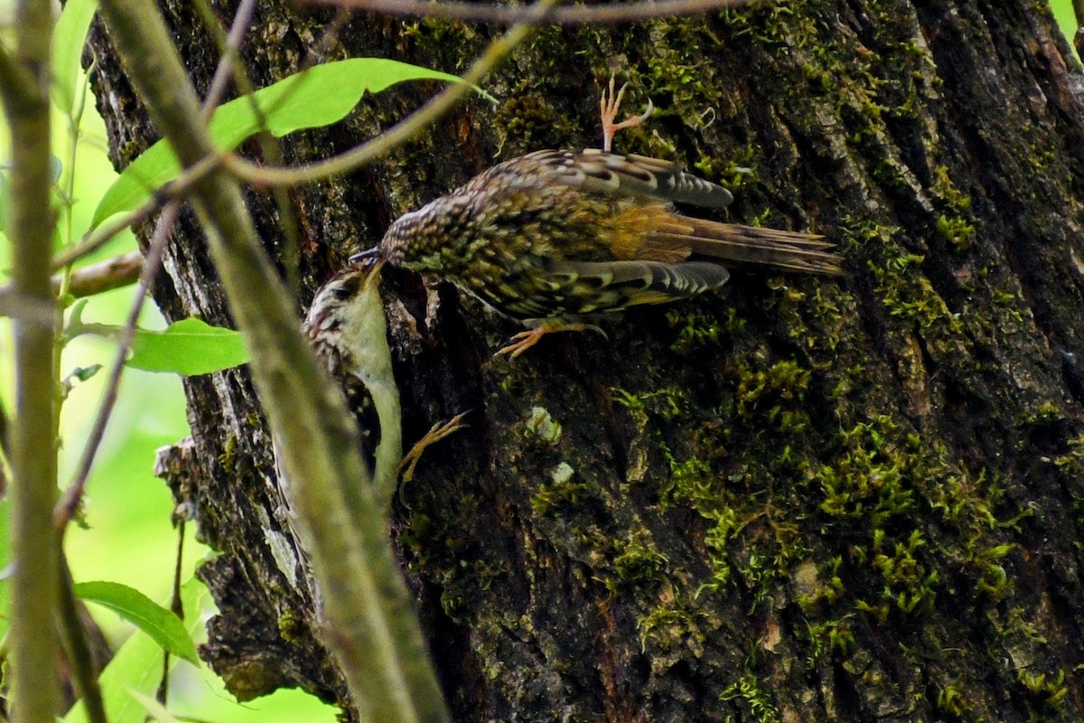 Brown Creeper - ML638264836