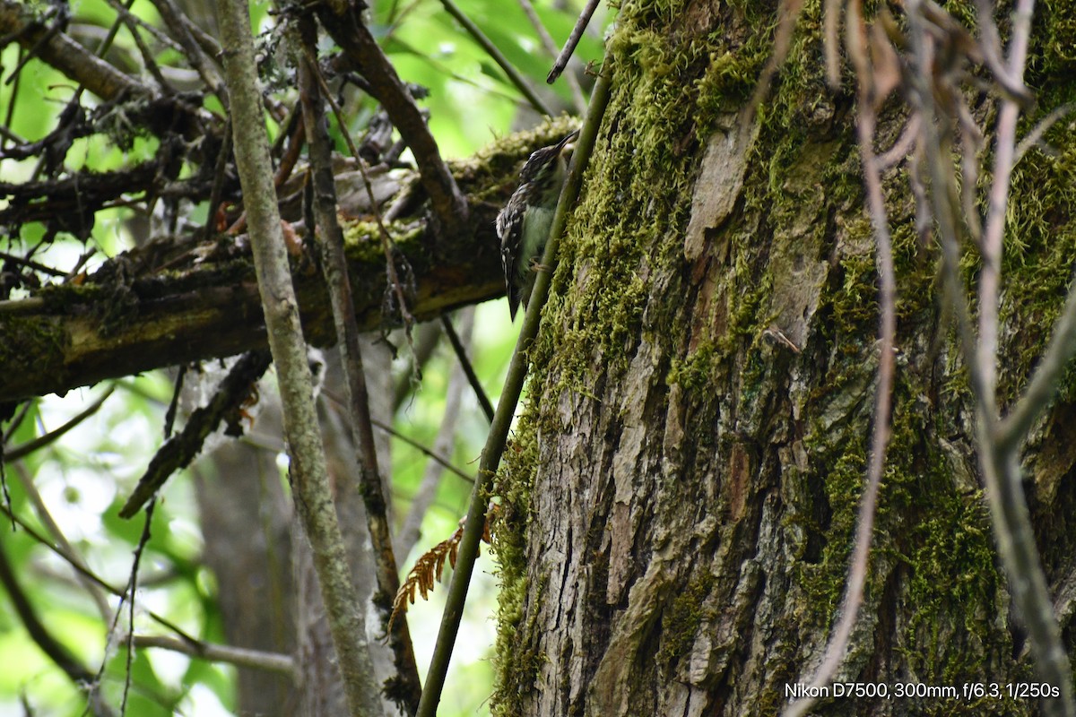 Brown Creeper - ML638264837