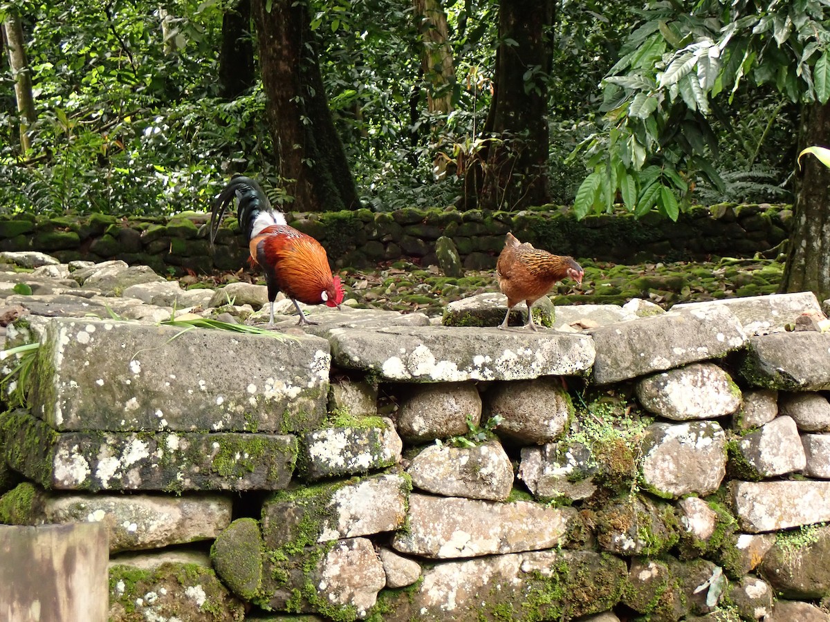 Red Junglefowl - ML638264851