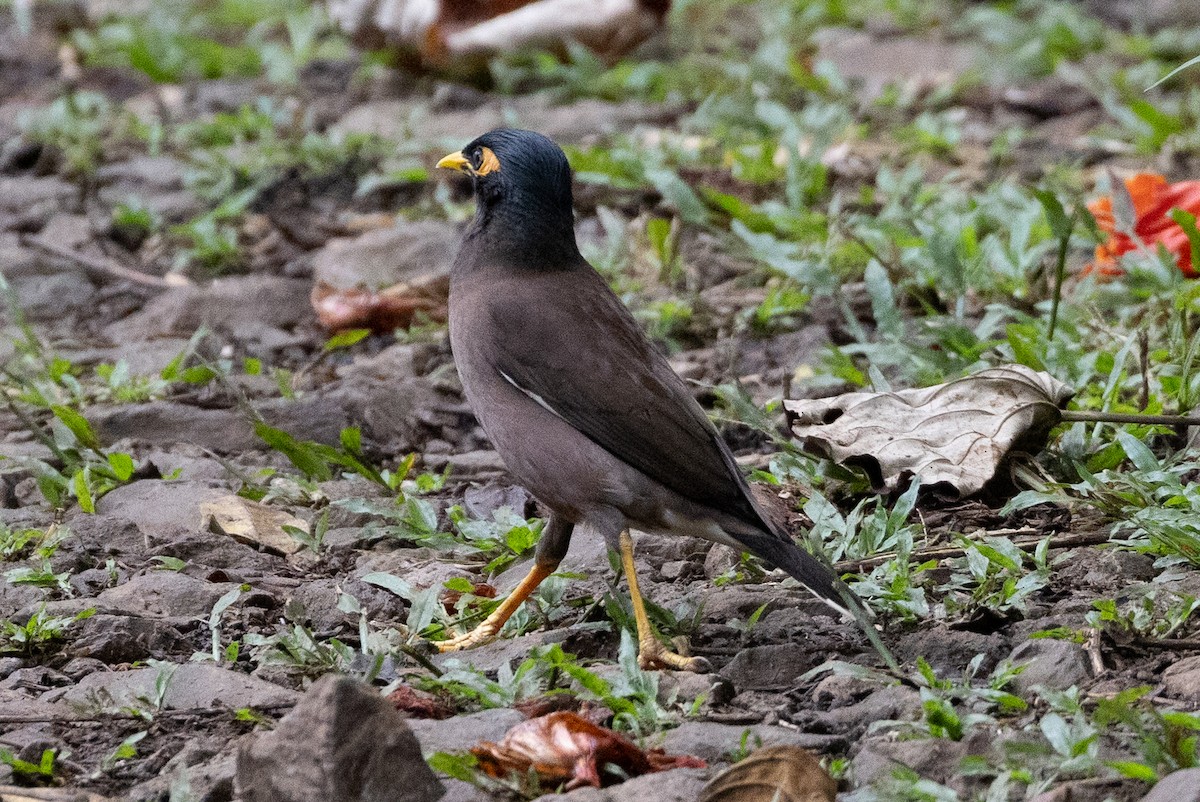 Common Myna - ML638264860