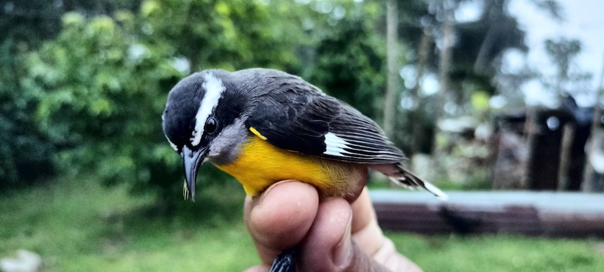 Bananaquit - ML638264861