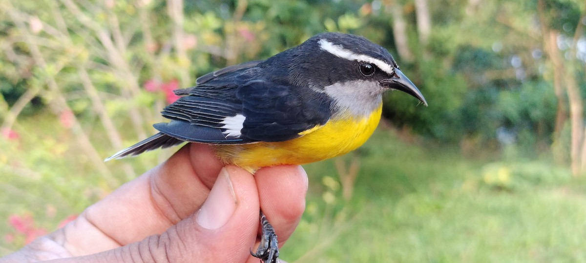 Bananaquit - ML638264862