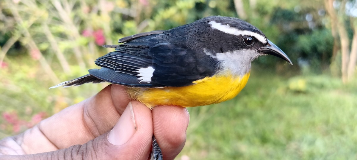 Bananaquit - ML638264863