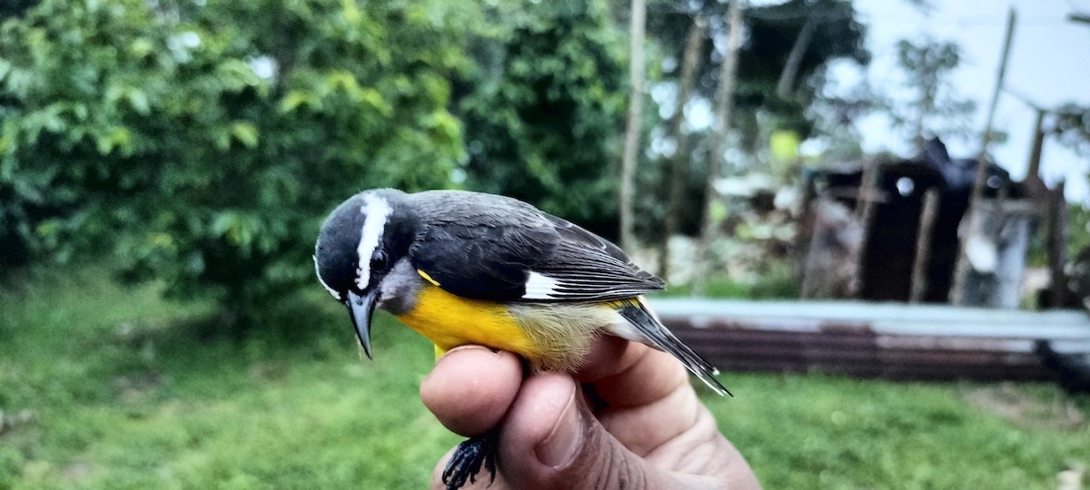 Bananaquit - ML638264864