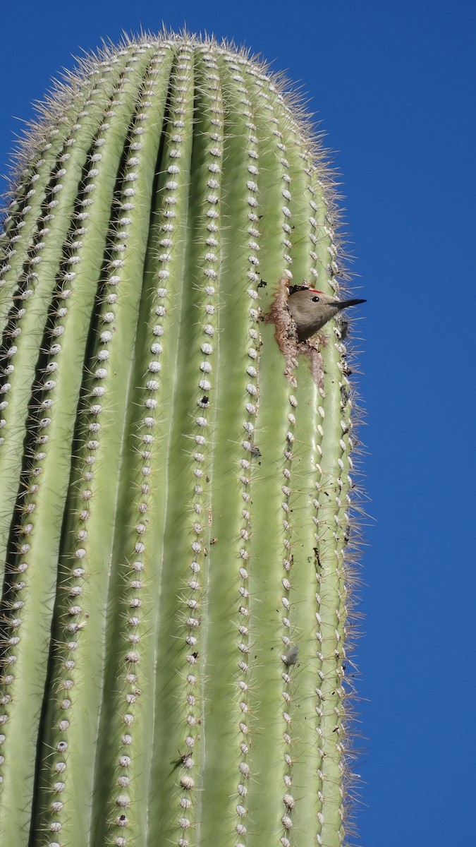 Gila Woodpecker - ML638264876