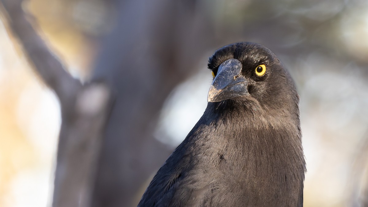 Gray Currawong - ML638264885