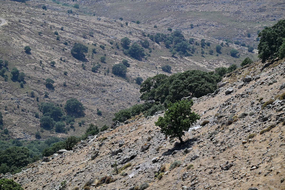 null - ML638264889