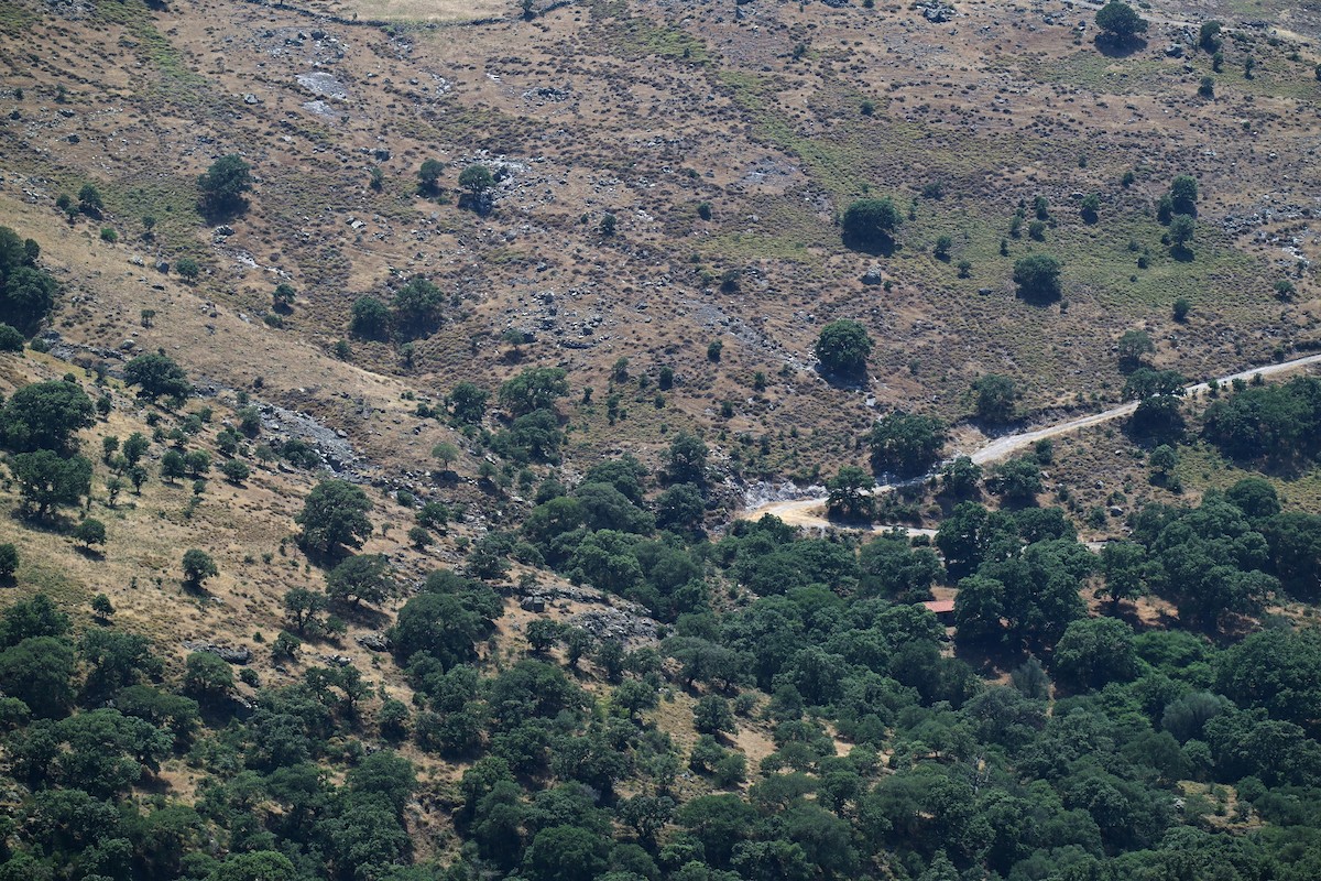 null - ML638264892