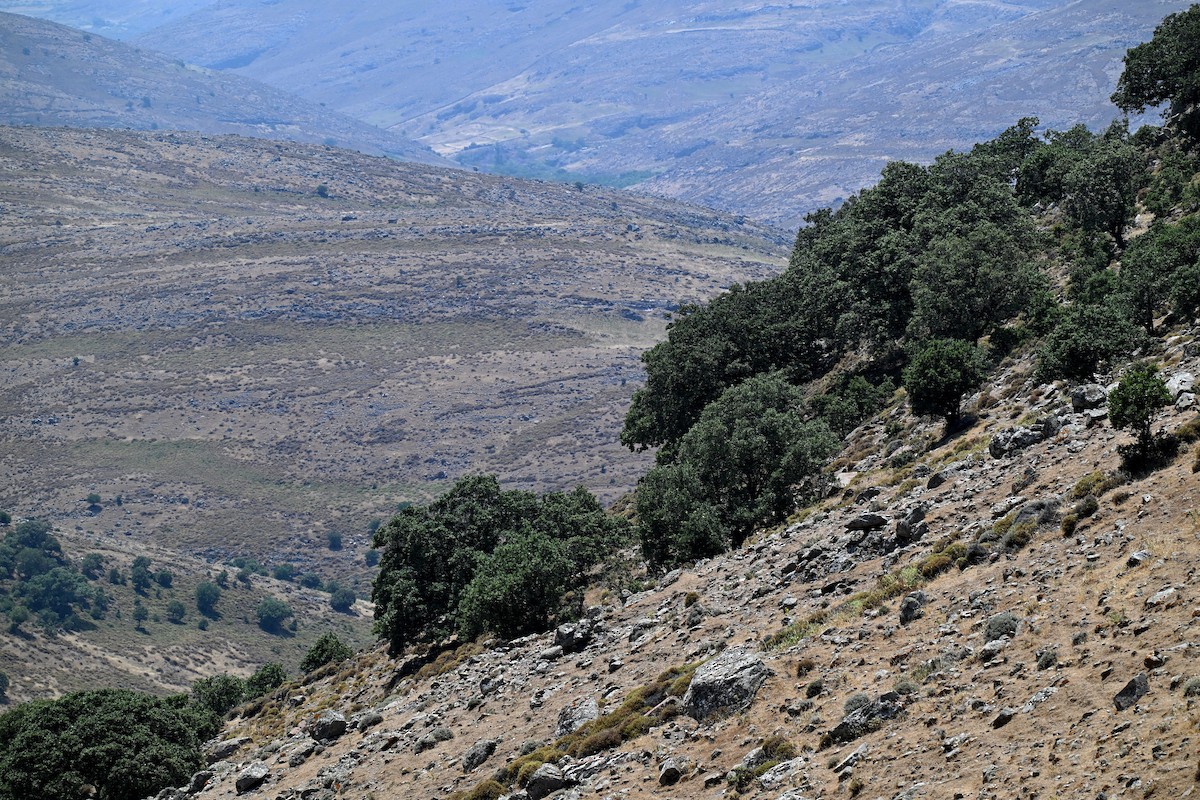 null - ML638264893