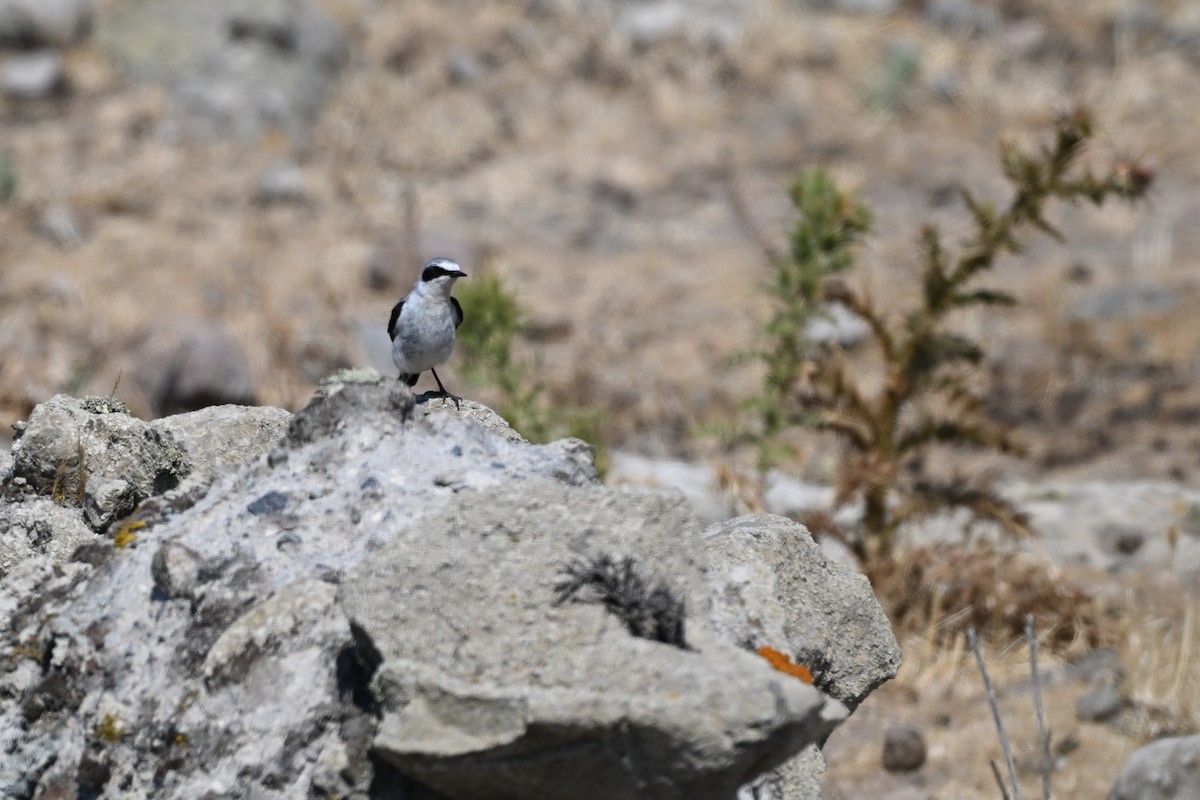 Eastern Black-eared Wheatear - ML638264895