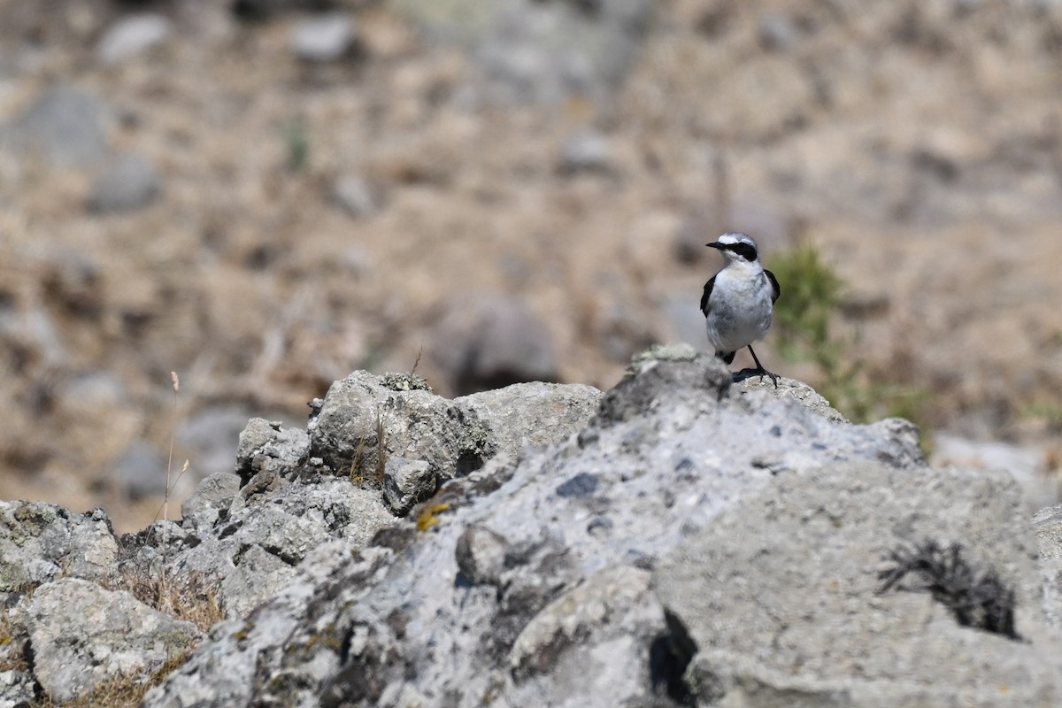 Eastern Black-eared Wheatear - ML638264896