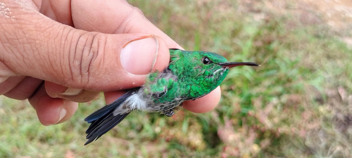Copper-rumped Hummingbird - ML638264907
