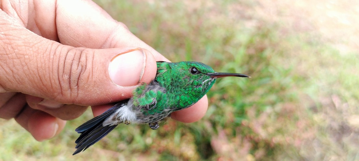 Copper-rumped Hummingbird - ML638264908