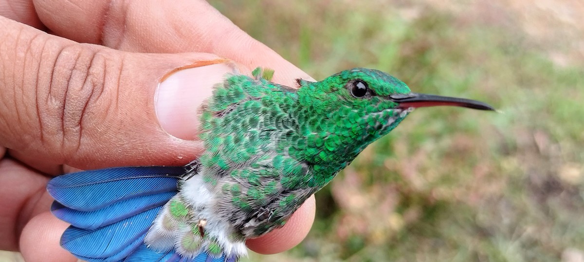 Copper-rumped Hummingbird - ML638264909