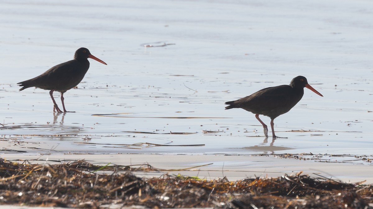 Sooty Oystercatcher - ML638264910