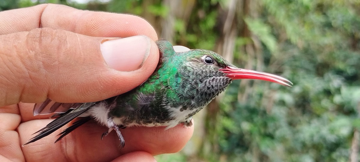 Glittering-throated Emerald - ML638264915