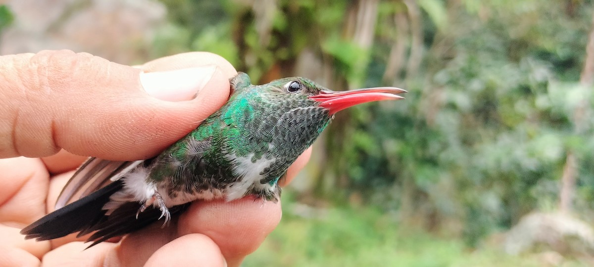 Glittering-throated Emerald - ML638264917